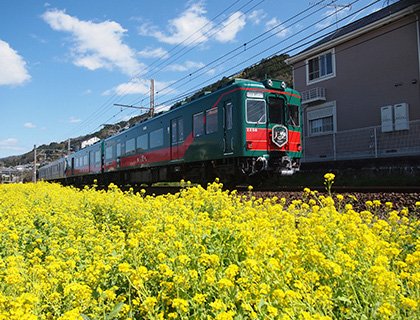 天空と菜の花の写真